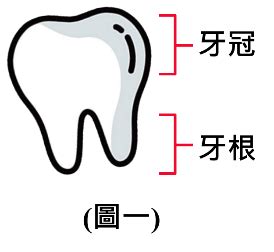 牙齒掉了|牙齒意外脫落之照護